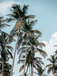 Preview wallpaper palms, trees, tropics, summer