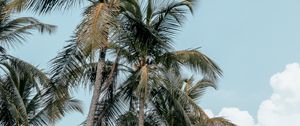 Preview wallpaper palms, trees, tropics, summer