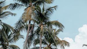 Preview wallpaper palms, trees, tropics, summer