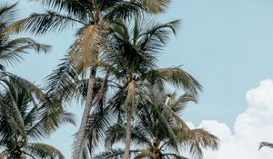 Preview wallpaper palms, trees, tropics, summer