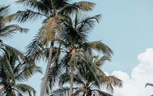 Preview wallpaper palms, trees, tropics, summer