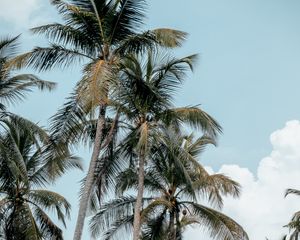 Preview wallpaper palms, trees, tropics, summer