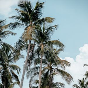 Preview wallpaper palms, trees, tropics, summer