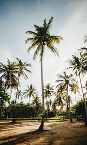 Preview wallpaper palms, trees, tropics, nature