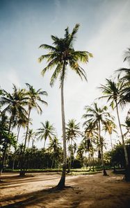 Preview wallpaper palms, trees, tropics, nature