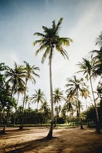 Preview wallpaper palms, trees, tropics, nature