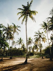Preview wallpaper palms, trees, tropics, nature