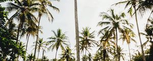 Preview wallpaper palms, trees, tropics, nature