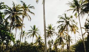 Preview wallpaper palms, trees, tropics, nature