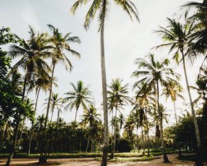 Preview wallpaper palms, trees, tropics, nature