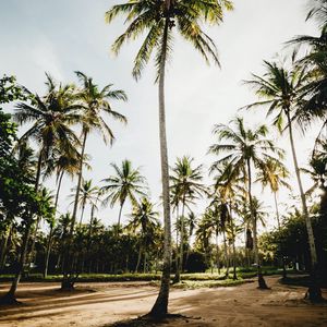 Preview wallpaper palms, trees, tropics, nature