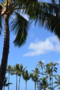 Preview wallpaper palms, trees, tropics, sky, nature