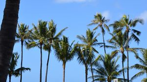 Preview wallpaper palms, trees, tropics, sky, nature