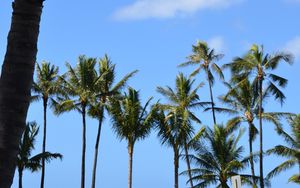 Preview wallpaper palms, trees, tropics, sky, nature