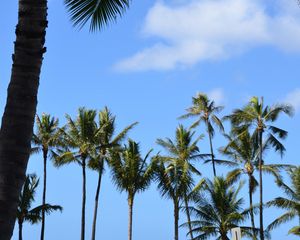 Preview wallpaper palms, trees, tropics, sky, nature