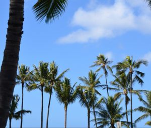 Preview wallpaper palms, trees, tropics, sky, nature