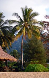Preview wallpaper palms, trees, tropics, landscape, nature