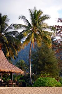 Preview wallpaper palms, trees, tropics, landscape, nature