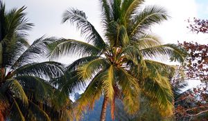 Preview wallpaper palms, trees, tropics, landscape, nature