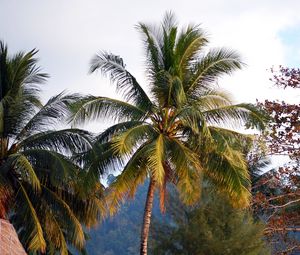 Preview wallpaper palms, trees, tropics, landscape, nature