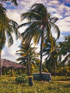 Preview wallpaper palms, trees, tropics, landscape