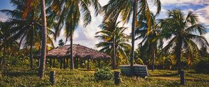 Preview wallpaper palms, trees, tropics, landscape