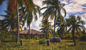 Preview wallpaper palms, trees, tropics, landscape