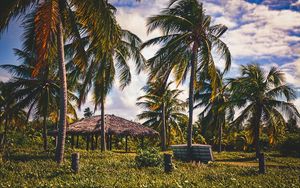 Preview wallpaper palms, trees, tropics, landscape