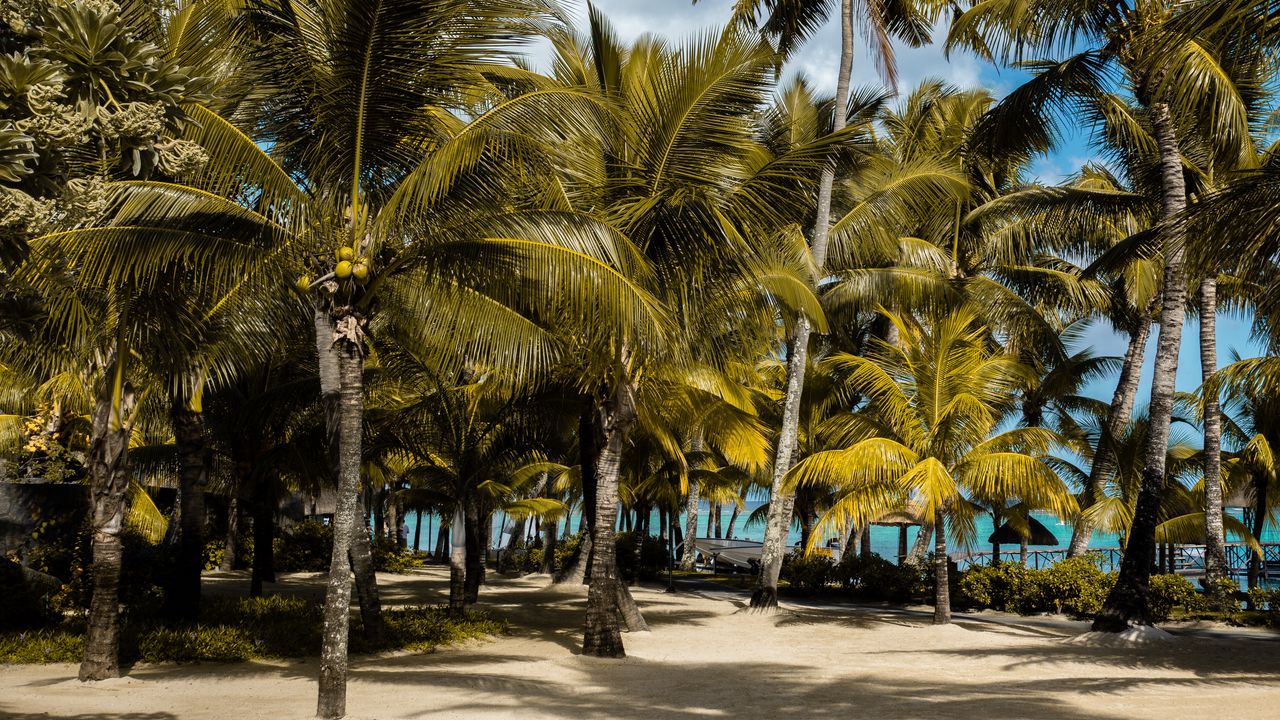 Wallpaper palms, tropics, beach, mauritius