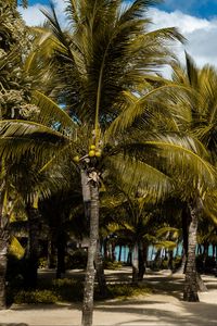 Preview wallpaper palms, tropics, beach, mauritius