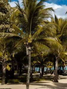 Preview wallpaper palms, tropics, beach, mauritius