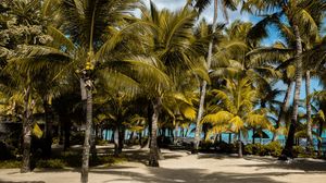 Preview wallpaper palms, tropics, beach, mauritius