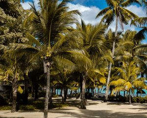 Preview wallpaper palms, tropics, beach, mauritius