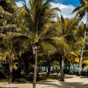 Preview wallpaper palms, tropics, beach, mauritius