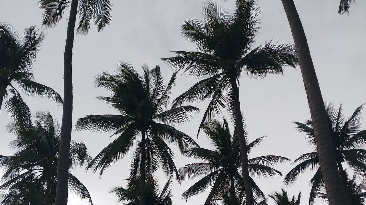 Wallpaper palms, tropics, bw, trees