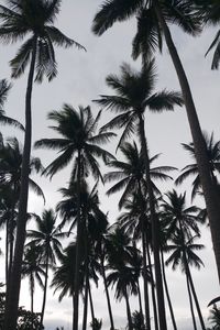 Preview wallpaper palms, tropics, bw, trees