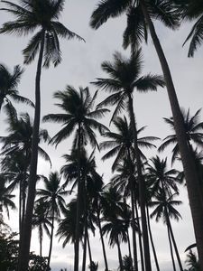 Preview wallpaper palms, tropics, bw, trees