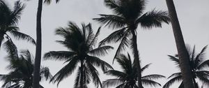 Preview wallpaper palms, tropics, bw, trees