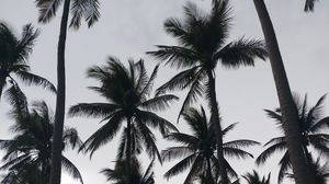 Preview wallpaper palms, tropics, bw, trees