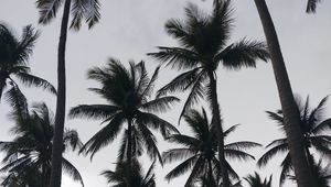 Preview wallpaper palms, tropics, bw, trees