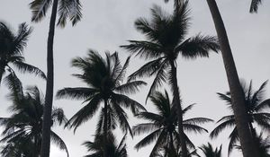 Preview wallpaper palms, tropics, bw, trees