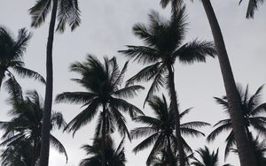 Preview wallpaper palms, tropics, bw, trees