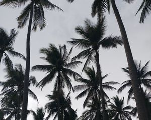 Preview wallpaper palms, tropics, bw, trees