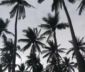 Preview wallpaper palms, tropics, bw, trees