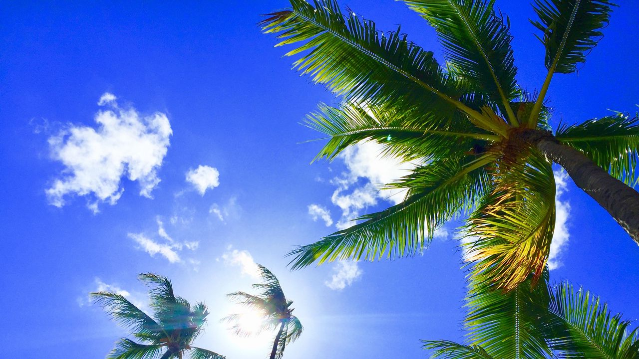 Wallpaper palms, tropics, hawaii, aloha, sky