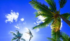 Preview wallpaper palms, tropics, hawaii, aloha, sky