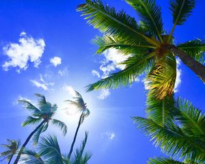 Preview wallpaper palms, tropics, hawaii, aloha, sky