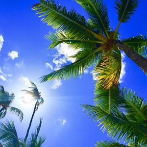 Preview wallpaper palms, tropics, hawaii, aloha, sky