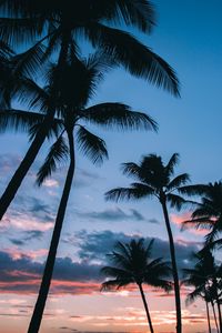 Preview wallpaper palms, tropics, sky, branches