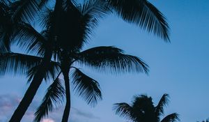 Preview wallpaper palms, tropics, sky, branches